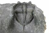 Detailed Zlichovaspis Trilobite - Excellent Preparation #216588-3